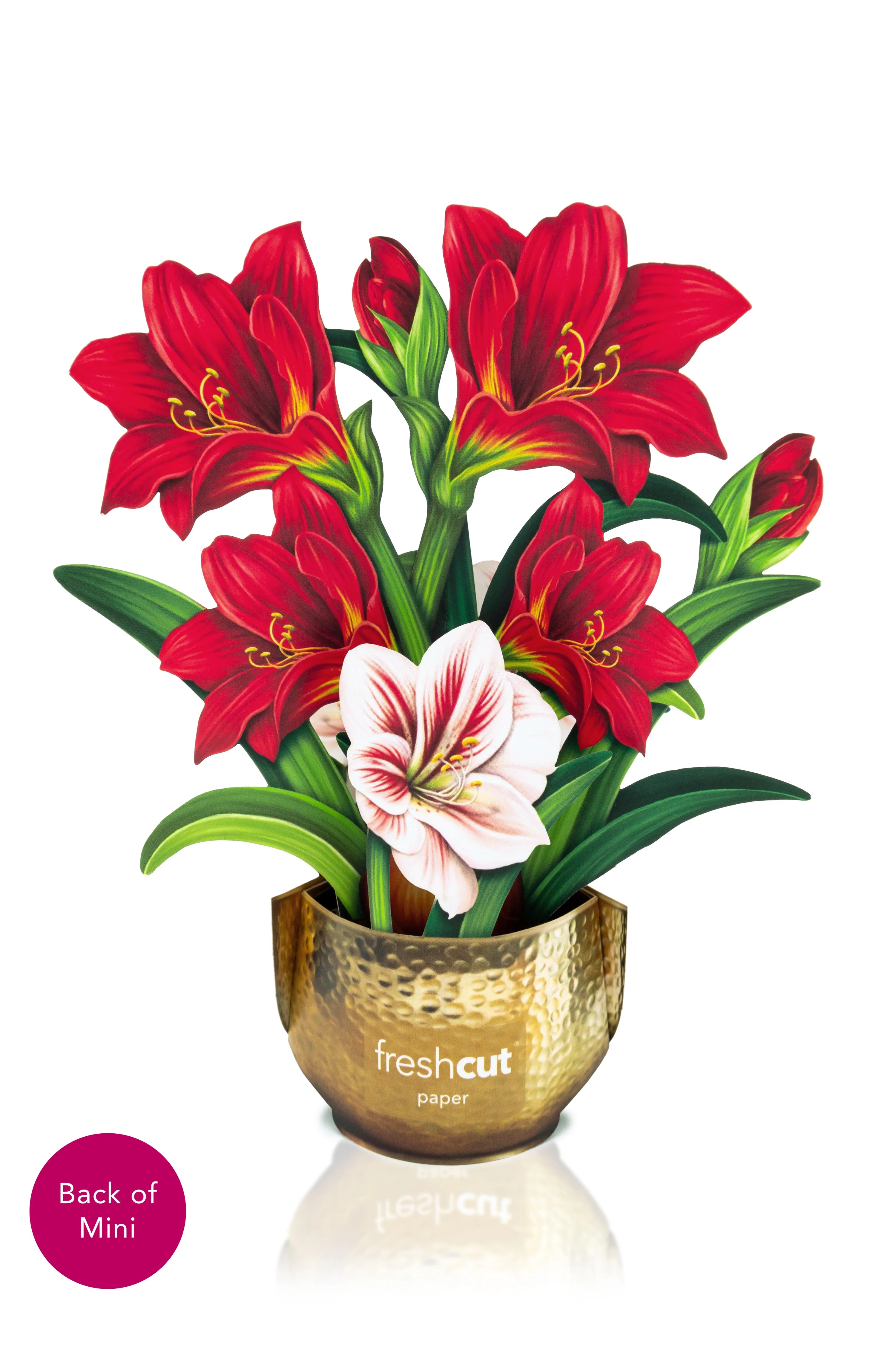 Mini Scarlet Amaryllis Pop-Up Card